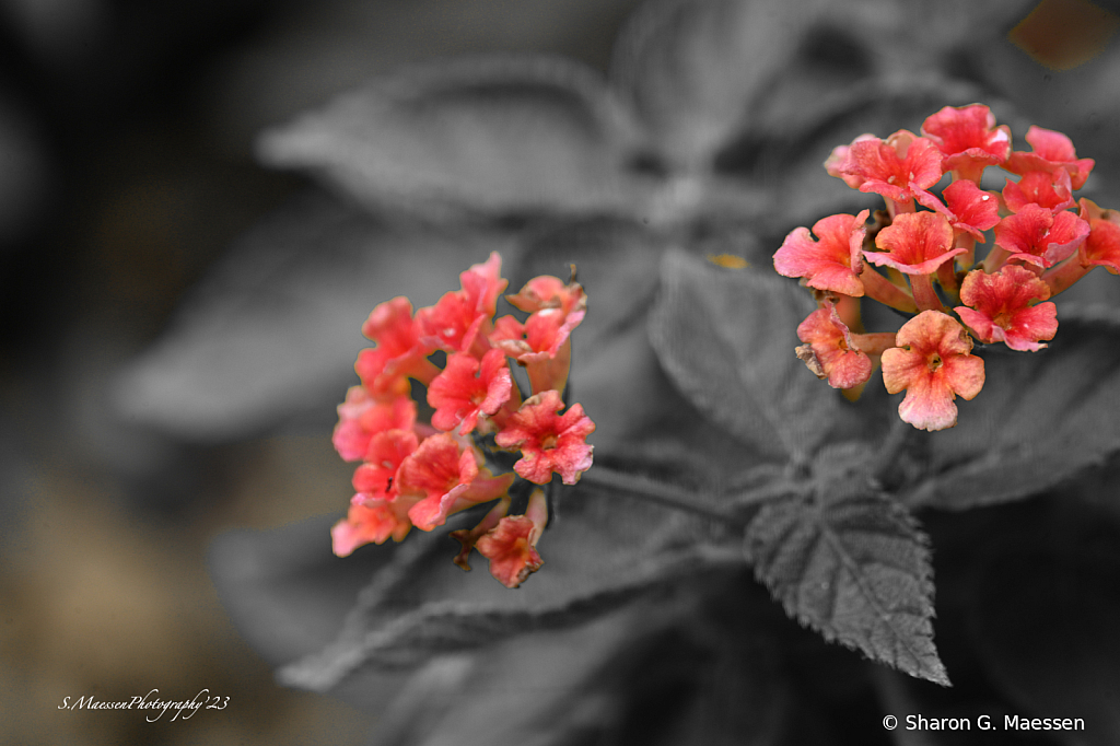 Orange Blossoms