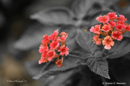 Orange Blossoms