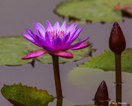 Blue Lotus