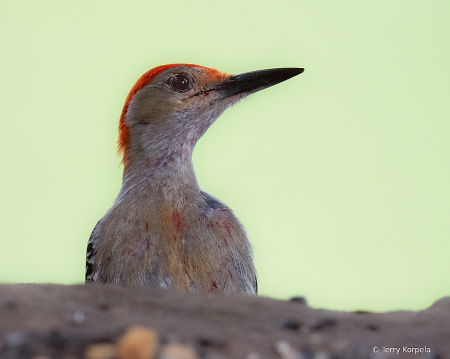 Pop Up Red-bellied Woodpecker!!