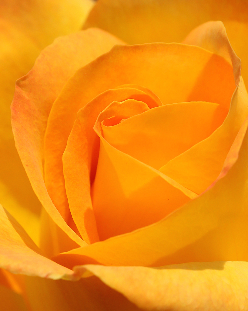 rose close up 