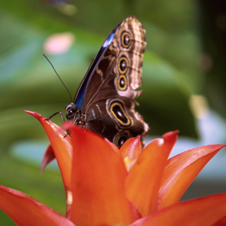 Morpho Butterfly Hangin' Out