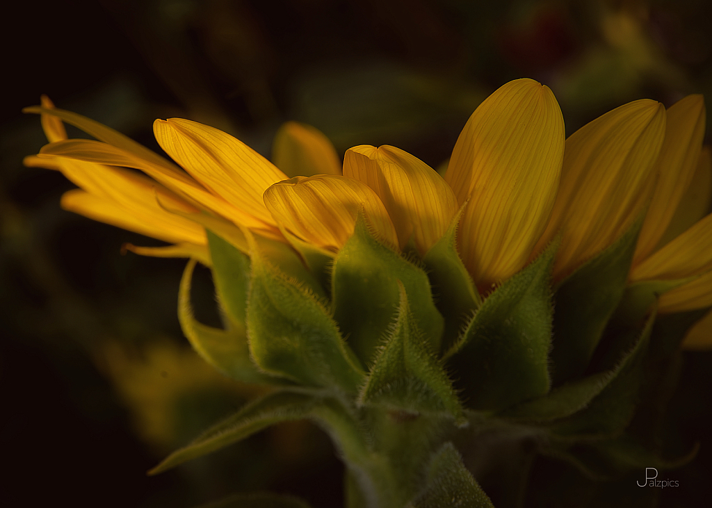 Sunflower Sunset