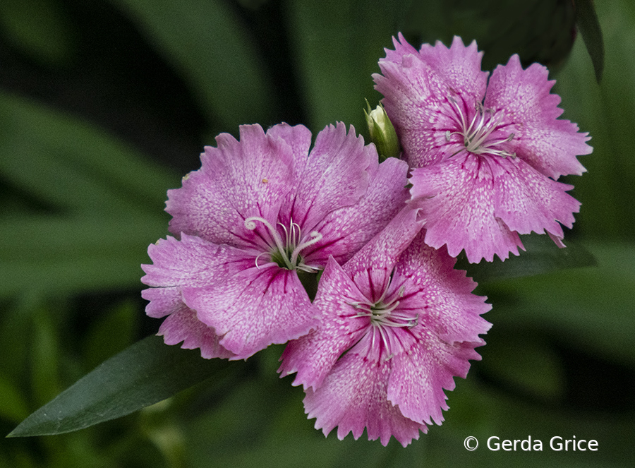 Pink Dianthus