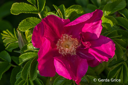 Wild Rose on a Sunny Day