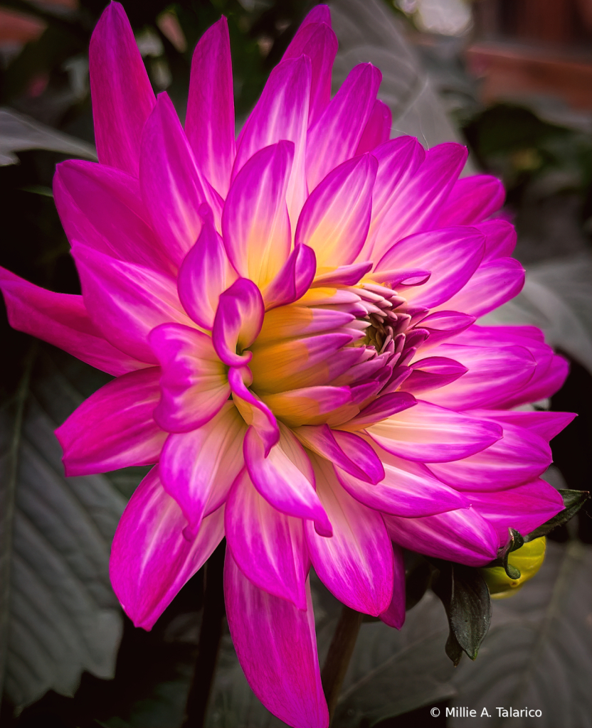 June Dahlia