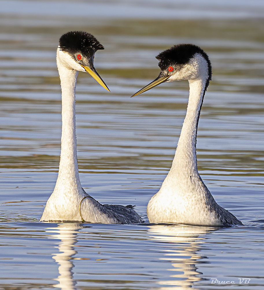 Pairing up.