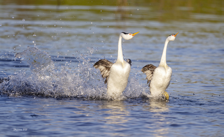 The Mating dance