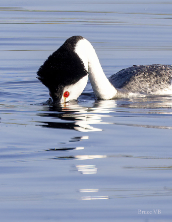 Eye of the Grebe
