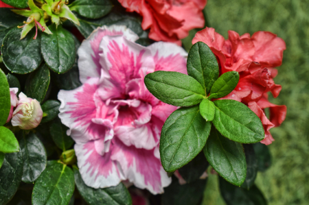 RED, PINK AND GREEN