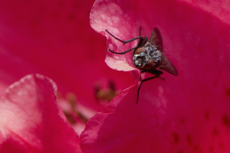 The Fly
