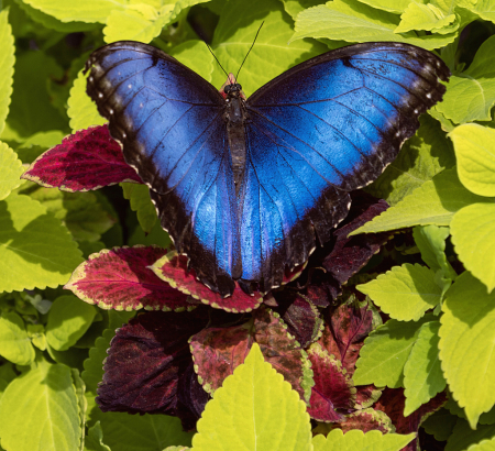 Blue Morpho