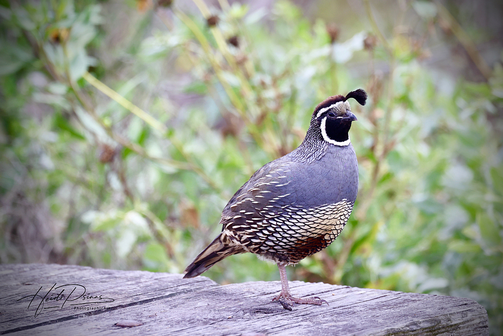 California Quail