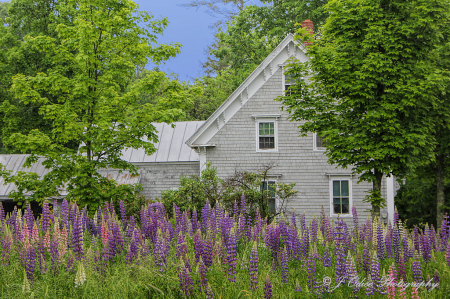 Grey House and Lupines