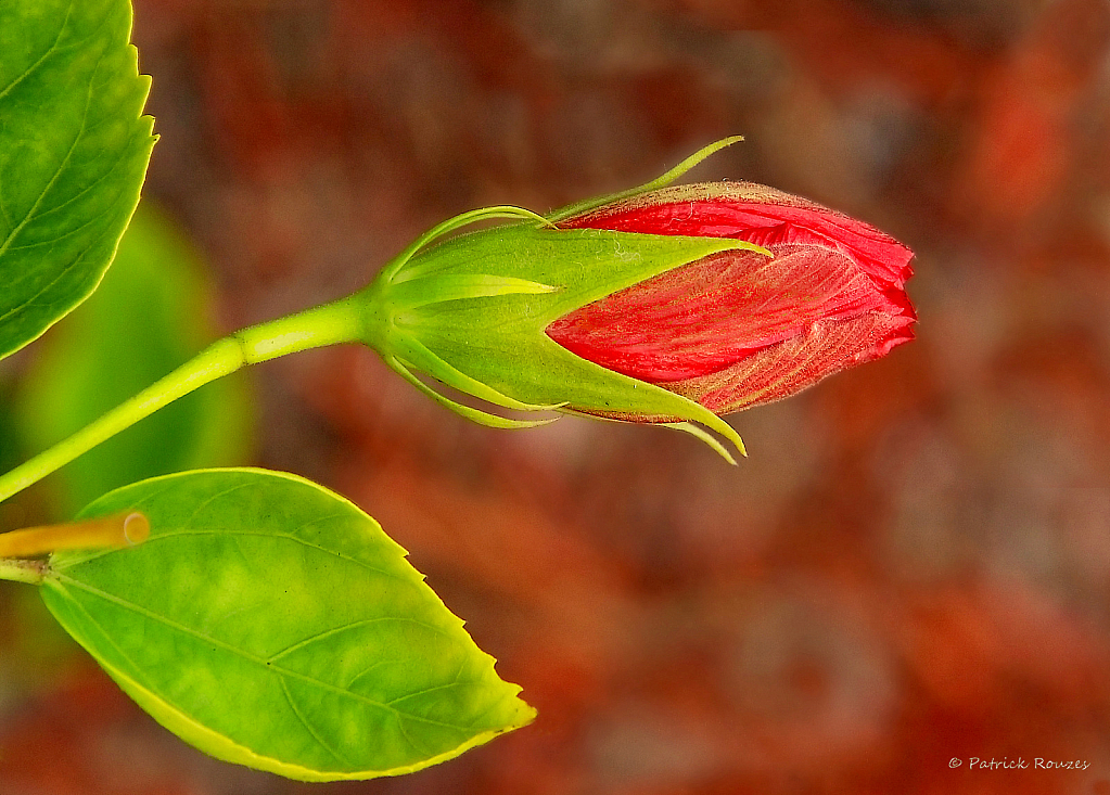 Hibiscus Unfurling