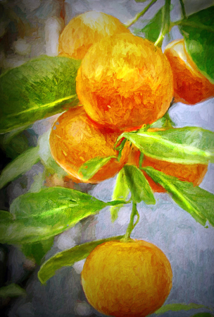 Orange Tree In the Greenhouse