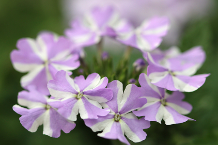 Blooming Superbena