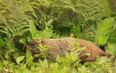 Grumpy Looking Groundhog