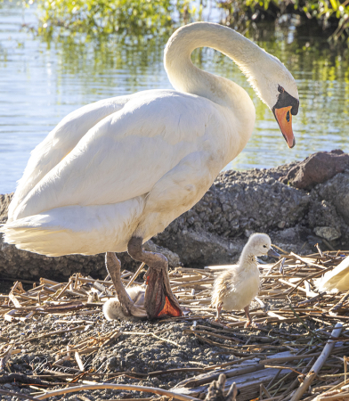 One day old cygnets