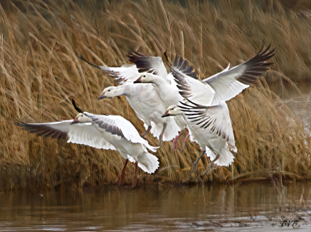 All Landing together