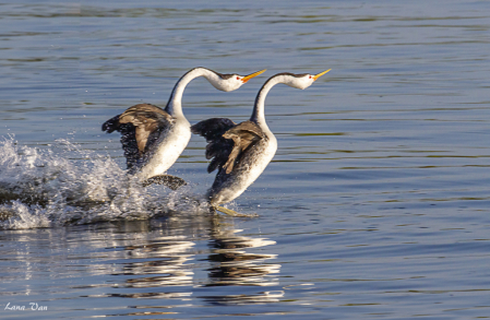 Dancing Grebes