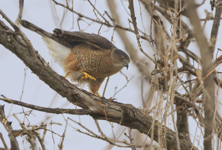 Cooper Hawk