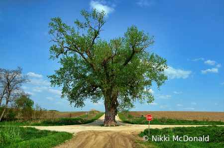 Tree in the Road