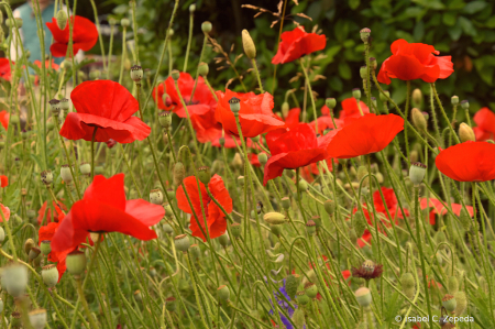 Poppy flowers