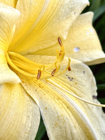 Center of a lily