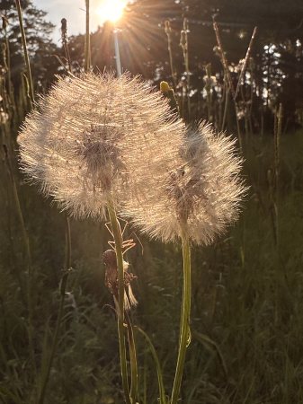 Evening dandelions 