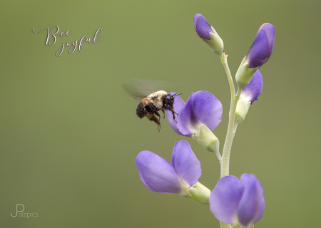 Bee Joyful