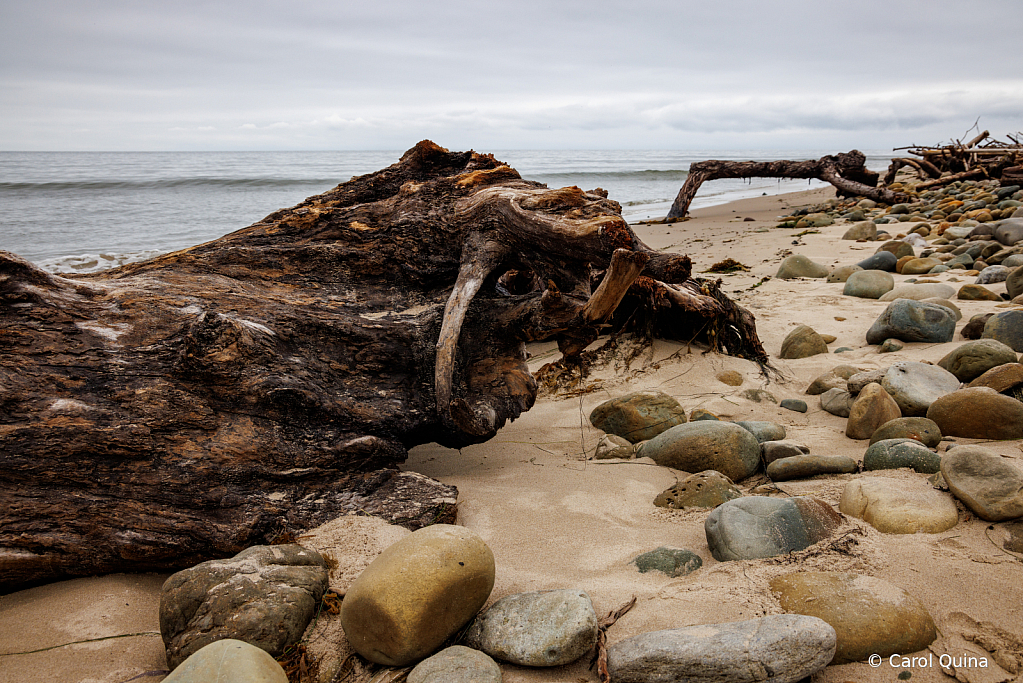 Livin' in a Driftwood Paradise