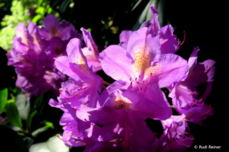 Rhodo time of year