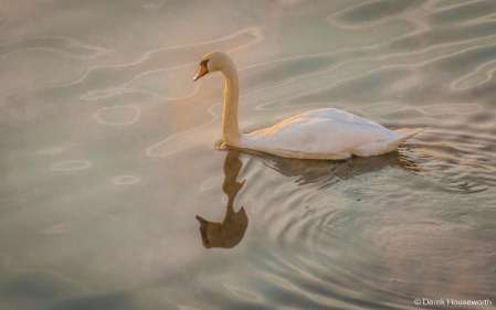 Mute Swan in Morning Mist