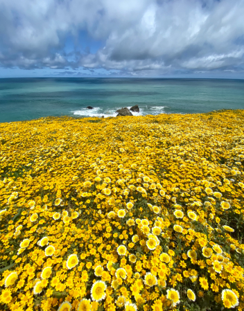 Flowers by the Sea