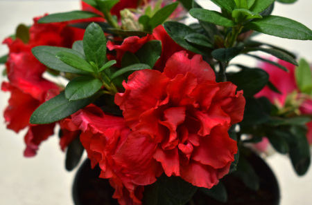 RED AZALEAS