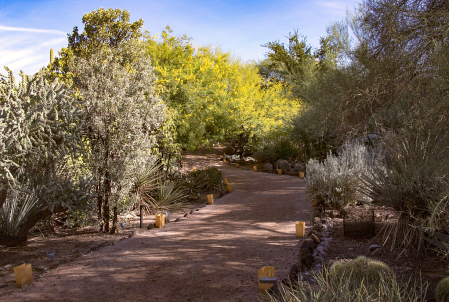 Desert Botanical Gardens
