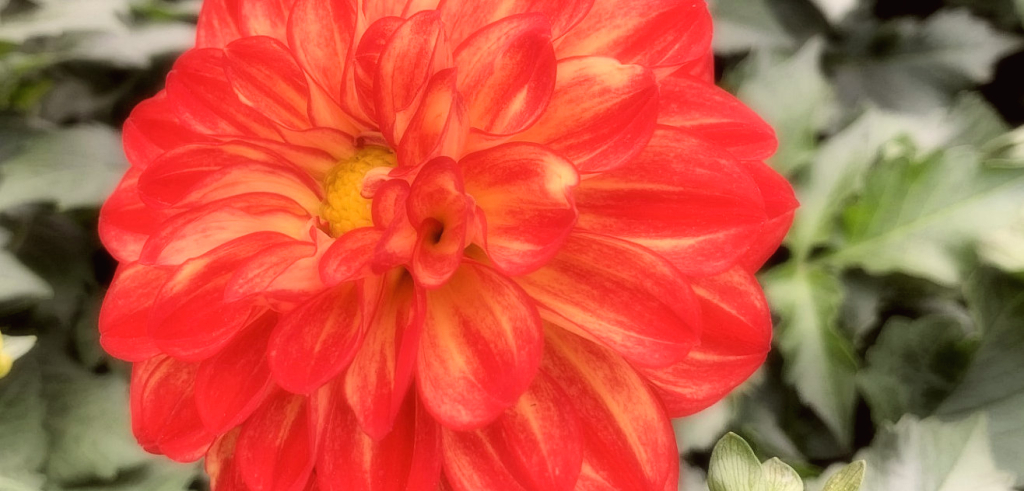 dahlia red