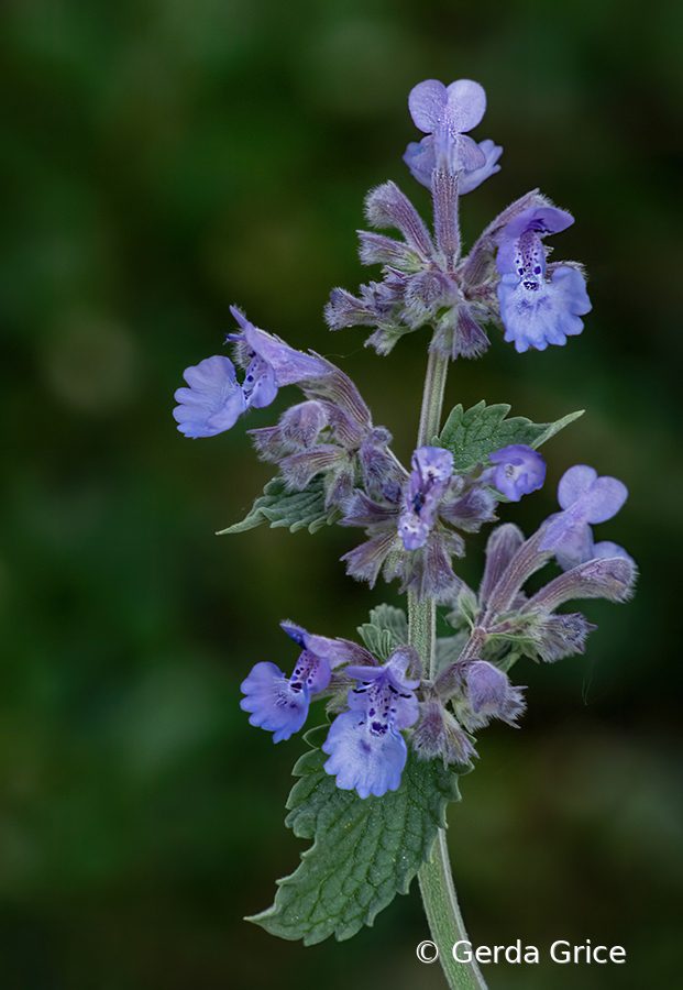 Nepeta Racemosa Flowers