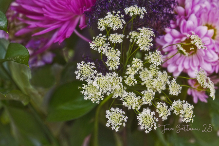 Baby's Breath