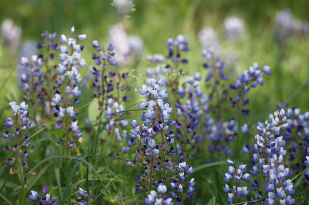 Wild Lovely Lupins