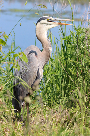 Great Blue Heron