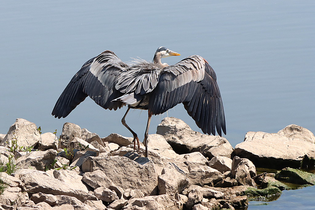 Great Blue Heron 2