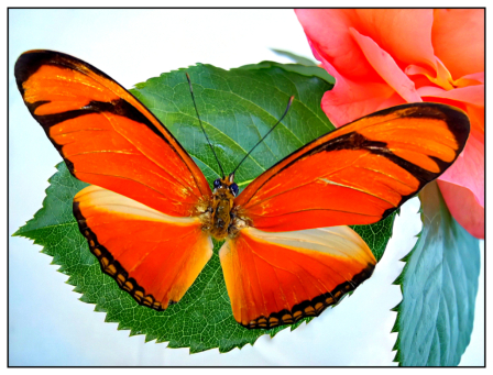 Papillon et roses