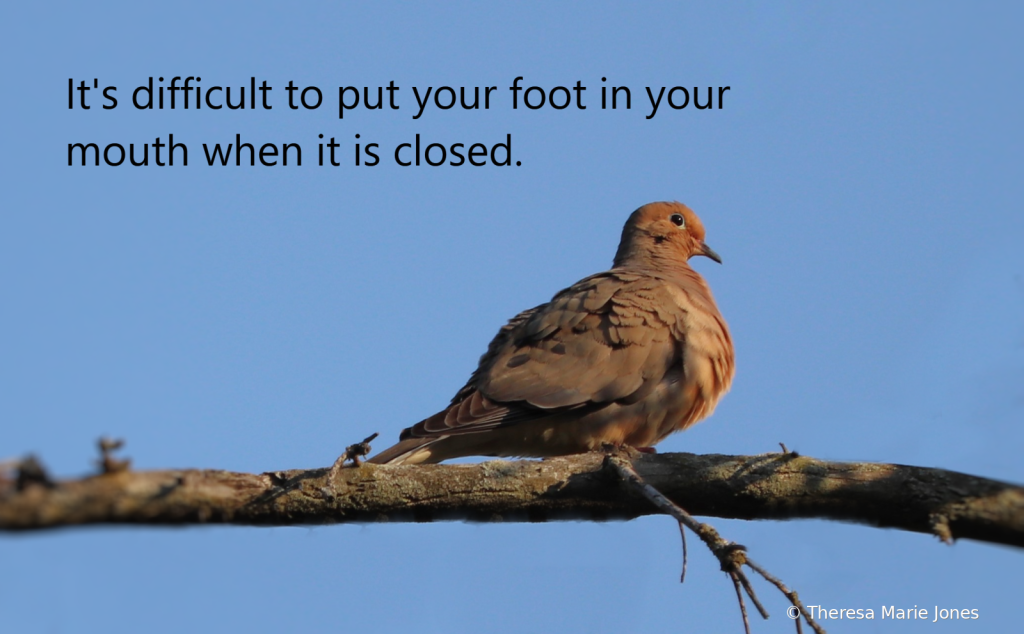 Mourning Dove