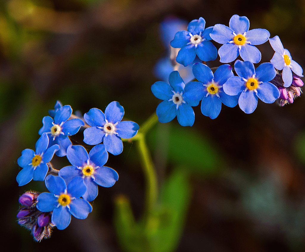 Woodland Forget-me-not blooming.