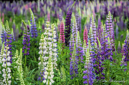 Field of Lupines