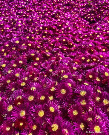 Carpet of Color - II