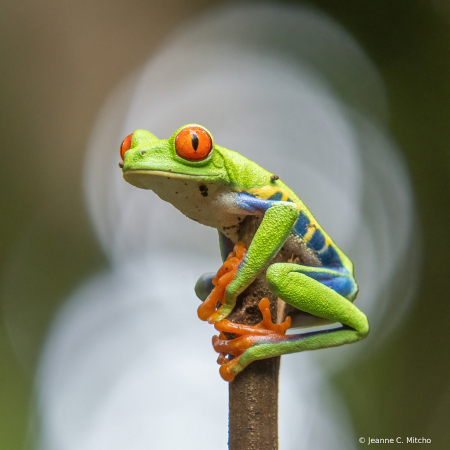 Red-eyed tree frog