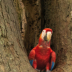 © Jeanne C. Mitcho PhotoID# 16070652: Scarlet macaw 2